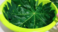 Anti Gagal! Trik Memasak Daun Pepaya Supaya Empuk, Tidak Pahit, dan Tetap Hijau