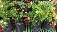 Cara Merawat Tanaman Cabai dalam Pot agar Berbuah Lebat dan Panen Melimpah