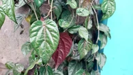 6 Manfaat Daun Sirih Merah untuk Kesehatan, Rahasia Herbal Legendaris