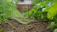 Ini Waktu Ular Paling Sering Keluar di Kebun Rumah Anda, Perlu Diwaspadai