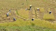 Pakai Teknologi Canggih, Agrinas Pangan Nusantara Bakal Kelola Food Estate 425 Hektare