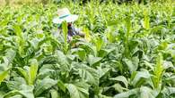 Petani Tembakau Desak Rancangan Aturan Kemasan Rokok Polos Dicabut, Ini Alasannya