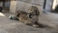 Kontroversi Santap Siang Bersama Anak Singa di Restoran Tiongkok, Langgar Kesejahteraan He...
