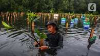 Langkah Bijak Pramono Anung Mau Bangun Giant Mangrove Wall