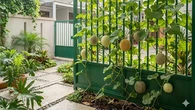 9 Jenis Melon yang Bisa Ditanam Merambat di Pagar Rumah, Buahnya Manis dan Mudah Dirawat