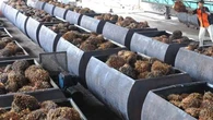 PLN Sulap Limbah Sawit Jadi Sumber Energi Listrik