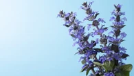 Tips Menanam Lavender di Teras Outdoor, Anti Layu dan Bikin Halaman Wangi Segar