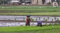 Wamentan Jamin Ketersediaan Pupuk Subsidi pada Masa Tanam Kedua 2021