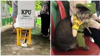 6 Potret Aksi Lucu Kucing di TPS Ini Bikin Gemas, Bak Jadi Petugas KPPS