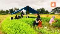 Diguyur Hujan setiap Hari, Petani Kangkung Darat di Gorontalo Rugi Besar