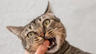 12 Ras Kucing yang Berumur Paling Panjang Menurut Pakar