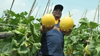 UGM Kembangkan Pertanian Kulon Progo dengan Budi Daya Melon Premium