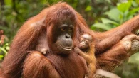 Gaya Hidup Orangutan yang Bisa Bikin Kamu Sehat, Ramping, dan Berotot