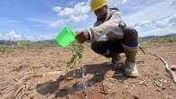 Kembangkan Bioenergi dan Jaga Alam, Produsen Wood Pellet Ini Telah Tanam 11 Juta Pohon Gam...