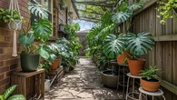 7 Inspirasi Kebun Monstera untuk Lorong Samping Rumah yang Sejuk dan Estetik