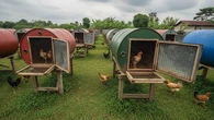 Cara Memelihara Ayam Kampung dalam Kandang Drum dengan Benar, Perhatikan Ventilasi hingga ...
