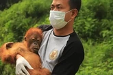 Seperempat Abad Jatuh Bangun Selamatkan Orang Utan