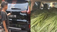 Setelah Pajero Sport, Kini Mitsubishi Xpander Cross yang Dipakai Buat Angkut Rumput