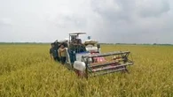 Meroket, Bulog Banyuwangi Berhasil Serap Gabah Petani 36 Ribu Ton
