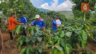 Kebun Kopi Cikoneng Berpotensi Tembus Pasar Dunia, Direvitalisasi Guna Tingkatkan Produkti...