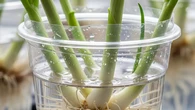 Cara Menanam Daun Bawang di Gelas Plastik Bekas, Solusi Praktis Panen Sayur dari Sudut Rum...