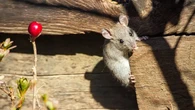 4 Bau yang Disukai Tikus, Pemicu Utama Kehadiran Hewan Pengerat di Rumah