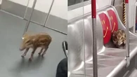 Viral Momen Anak Babi Tersesat di Kereta Api, Malah Duduk di Kursi Prioritas