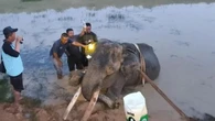 Gajah Indra Mati Usai Berjuang 9 Tahun Lawan Cedera