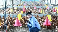 Ingin Mandiri Pangan, Warga Sangatta Budi Daya Ayam Pullet di Lahan Pascatambang