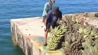 4 Ribu Penduduk Pulau Enggano Terisolasi dan Sekarat, Hasil Panen Membusuk Tak Ada Kapal P...