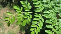 Khasiat Daun Kelor, Tumbuhan Ajaib yang Lebih dari Sekadar Obat Tradisional