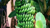 Aneh tapi Nyata, Pohon Pisang Berhasil Berbuah di Seoul Korea Selatan