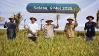 Jakarta-Karawang Perkuat Kerja Sama Pangan: Pramono Anung Panen Padi Bareng Bupati Aep