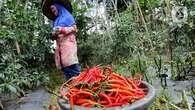 Harga Cabai Naik Jadi Angin Segar Buat Petani yang Hampir Bangkrut