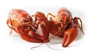Di Papua Barat Tim Peneliti UGM Menemukan Tujuh Spesies Baru Lobster Air Tawar
