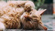 6 Cara Berbasis Sains untuk Memperkuat Ikatan dengan Kucing Anda