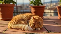 Teras Rumah Sering Jadi Tempat Tidur Kucing? Gunakan 7 Kombinasi Pot Tanaman di Sudut Ini