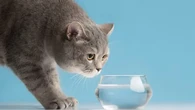 Sederet Alasan Kucing Takut Air, Termasuk Bikin Anabul Kehilangan Kendali