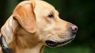 Ras Anjing yang Lebih Rentan Stres, Labrador Retriever Masuk Daftar