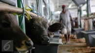 Demi Swasembada Daging, Kemenhub Hadirkan Kapal Ternak di Pelabuhan Calabai