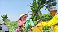 Cerita Sukses Petani Muda Sukabumi Raup Untung Besar dari Budidaya Edamame
