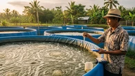 7 Ide Ternak Ikan Nila di Drum yang Cepat Panen untuk Tambahan Lauk Keluarga