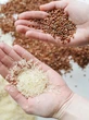 Manfaat Nasi Merah Dibanding Nasi Putih, Pilihan Sehat untuk Jantung dan Gula Darah