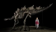 Momen Langka, Ilmuwan Tak Sengaja Temukan Fosil Dinosaurus di Lahan Parkir!