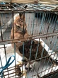 Jual Burung Garuda Lewat TikTok, Pemuda Brebes Terancam Dipenjara dan Denda hingga Rp5 Mil...