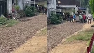 Viral Warga di Lampung Timur Tambal Jalan Rusak Pakai Cangkang Kerang