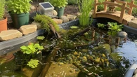 7 Ide Ternak Udang Air Tawar di Kolam Mini Pekarangan Rumah yang Mudah Dirawat Sehari-hari