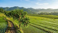 8 Pohon Buah yang Tahan Kondisi Sawah Dekat Irigasi, Ideal untuk Lahan Sawah