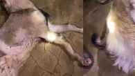 Teror Beruang Liar di Lampung Barat, 21 Kambing Warga Tewas Dimangsa