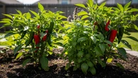 7 Ide Kebun Cabai Kombinasi dengan Kemangi untuk Usir Hama, Bikin Sehat dan Produktif